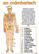 An Cnámharlach